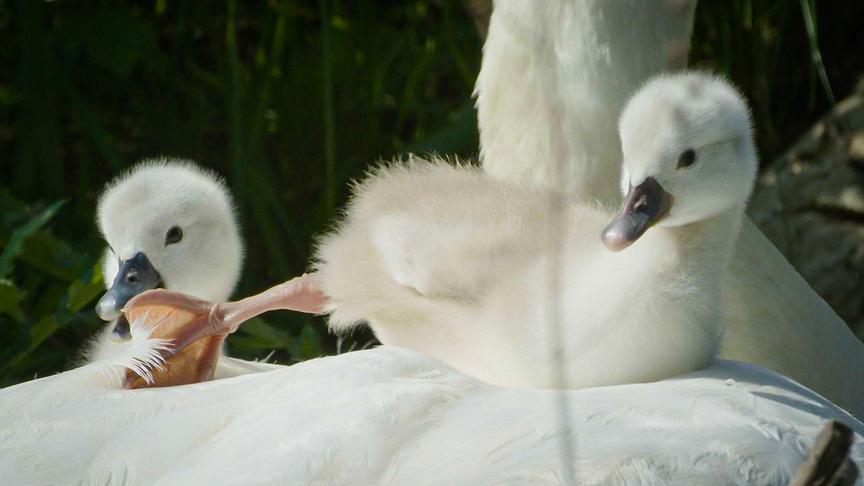 Im Bild: Schwanenküken.