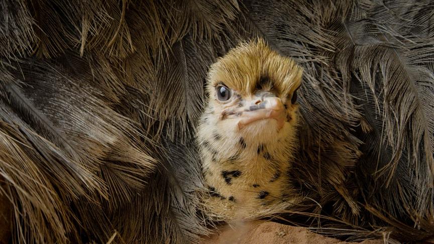 Im Bild: Straußenküken.