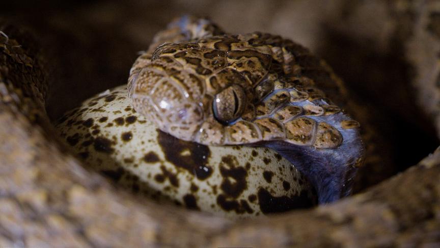Im Bild: Die Eierschlange verschlingt ein Vogelei.