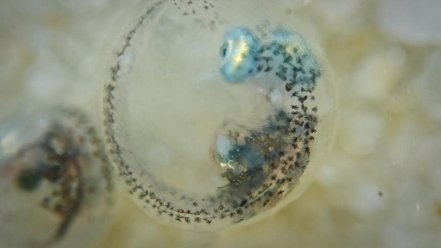 Im Bild: Killifisch-Ei nach der Trockenzeit.