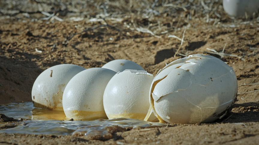 Im Bild: Zur Beute gefallenes Straußeneiernest.