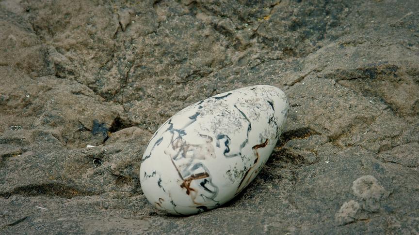 Im Bild: Ei der Trottellumme mit einzigartiger Färbung und Muster.