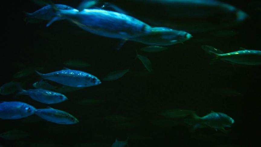 Im Bild: Heringsschwarm.