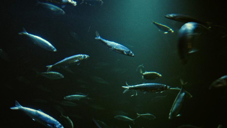 Im Bild: Heringsschwarm.
