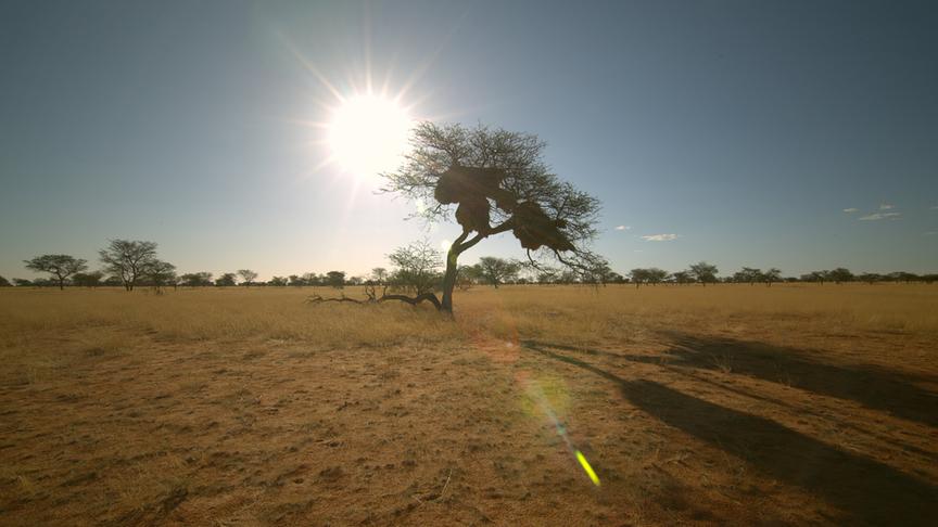 Im Bild: Akazienbaum in der Kalahari.