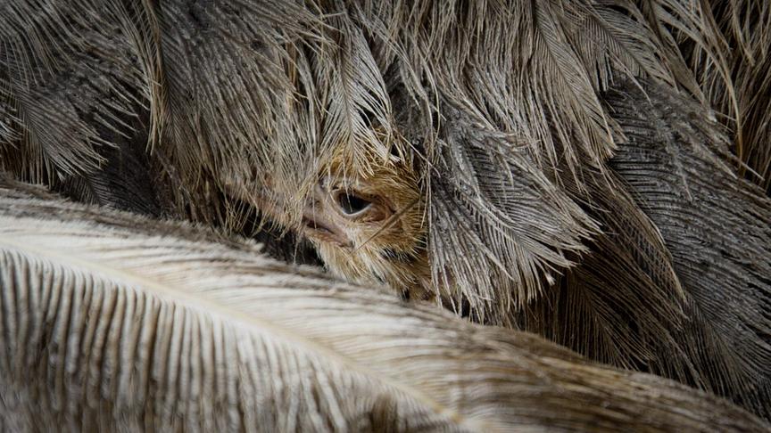 Im Bild: Straußenküken.