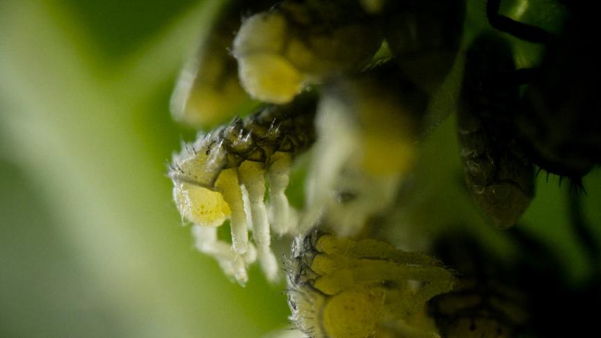 Im Bild: Marienkäfer-Larven.