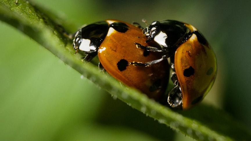 Im Bild: Marienkäfer.