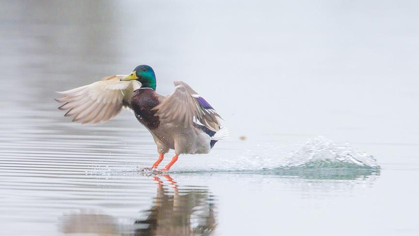 © Foto: ORF/Nautilusfilm/Andreas Hartl Im Bild: Stockente beim landen.