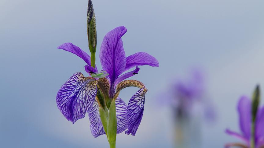 Im Bild: Sibirische Schwertlilie (Iris sibirica).
