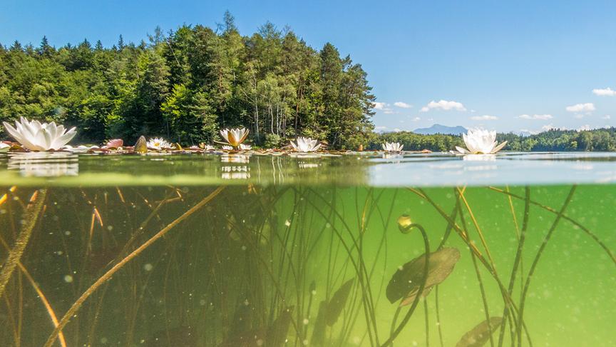 © Foto: ORF/Nautilusfilm/Andreas Hartl Im Bild: Seerosen.
