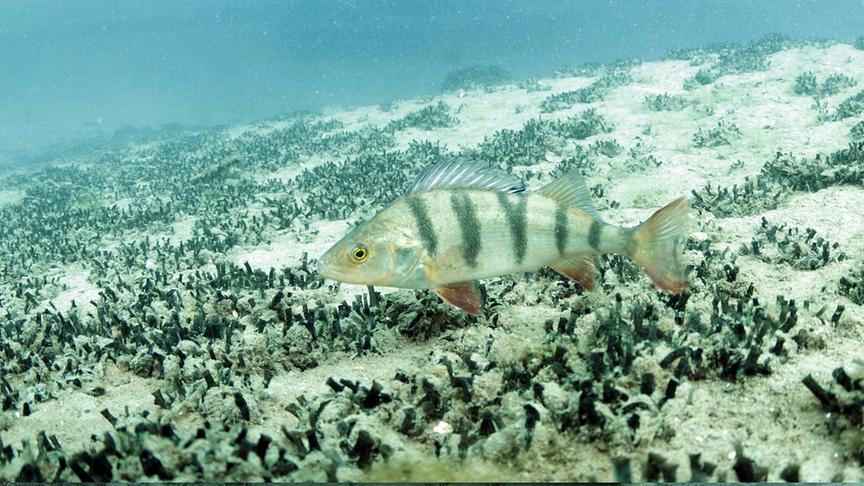 © Foto: ORF/Nautilusfilm/Andreas Hartl Im Bild: Flussbarsch.