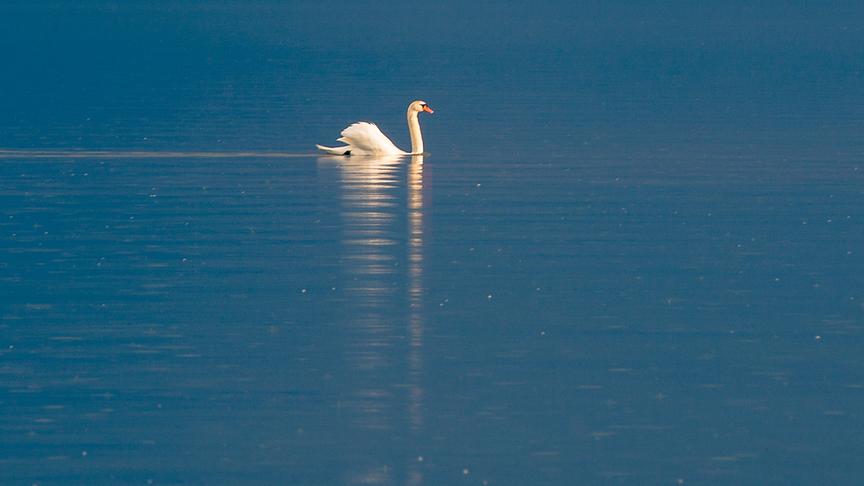 © Foto: ORF/Nautilusfilm/Andreas Hartl Im Bild: Höckerschwan (Cygnus olor).