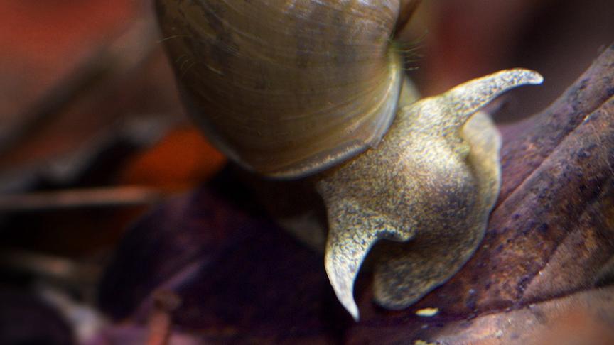 © Foto: ORF/Nautilusfilm Im Bild: Spitzhornschnecke.