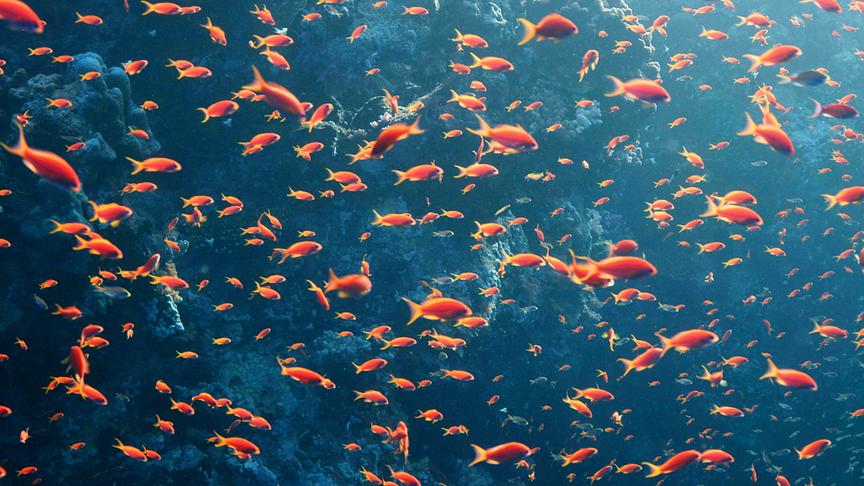 Im Bild: Rotes Meer – Unterwasserwelten, eine Vielzahl von Fischen vor einem Korallenriff.
