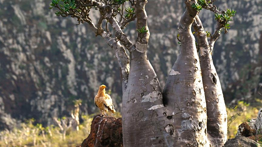 Im Bild: Schmutzgeier sitzt auf einer Wüstenrose.