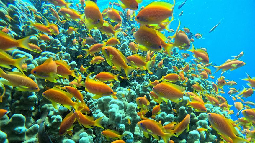 Im Bild: Unterwasserwelt – Jordanien, Korallenriff mit Fischen.