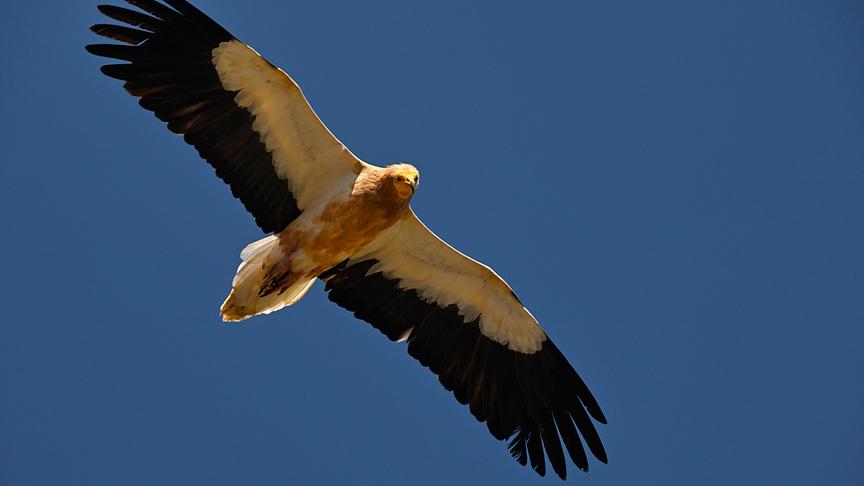 Im Bild: Schmutzgeier im Flug.