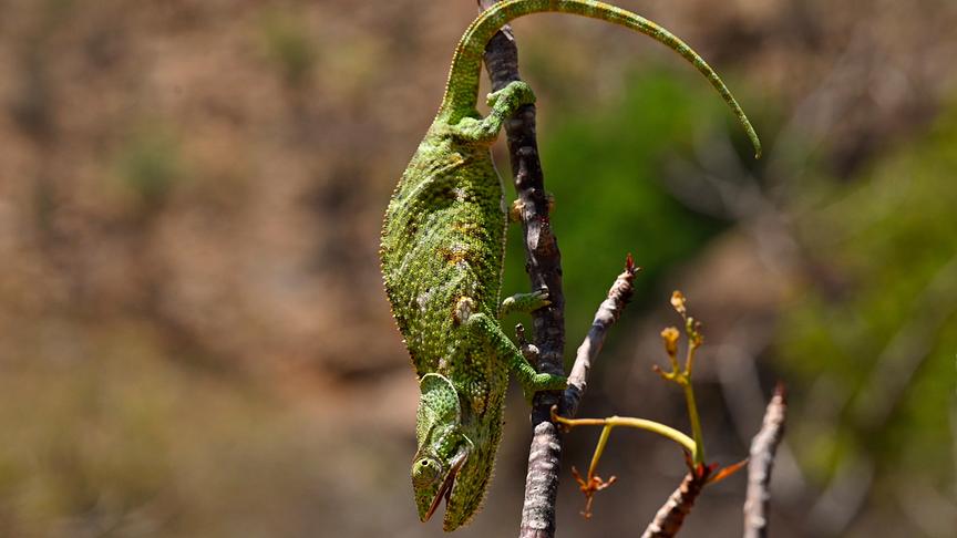 Im Bild: Sokotra-Chamäleon (Chamaeleo monachus) auf einem Ast.