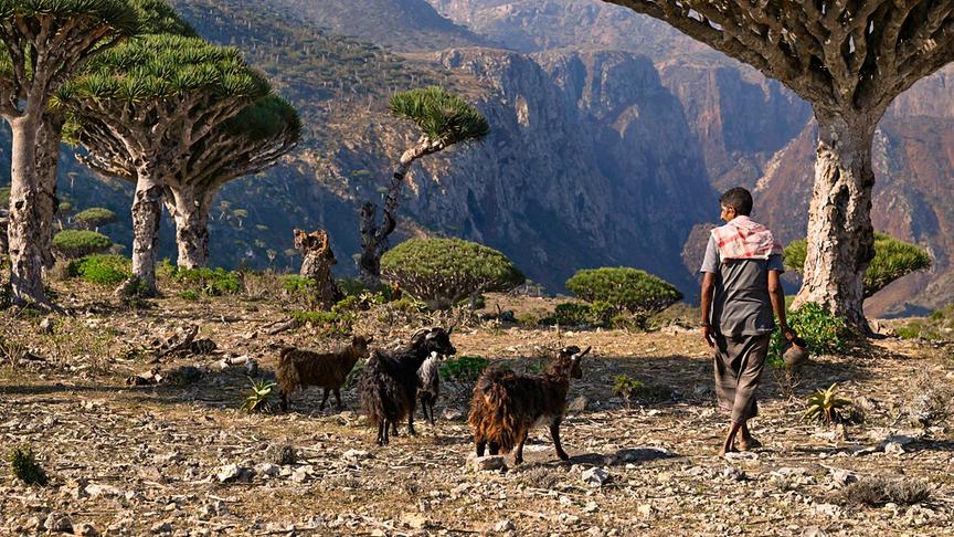 Im Bild: Sokotra, Drachenblutbäume. Ein Mann und drei Ziegen gehen durch ein mit Drachenblutbäumen bewachsenes Gebiet.