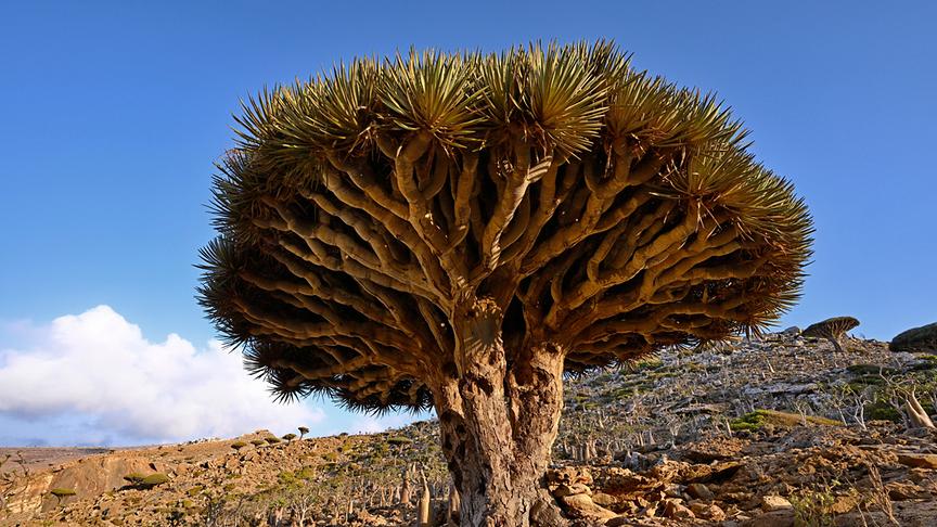 Im Bild: Sokotra, Drachenblutbaum in der Wüste.