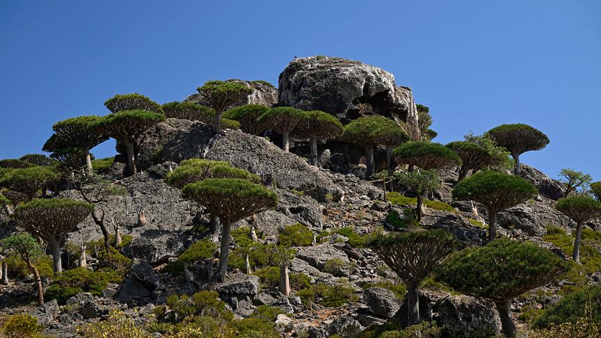 Im Bild: Sokotra, Drachenblutbäume auf felsigem Terrain.