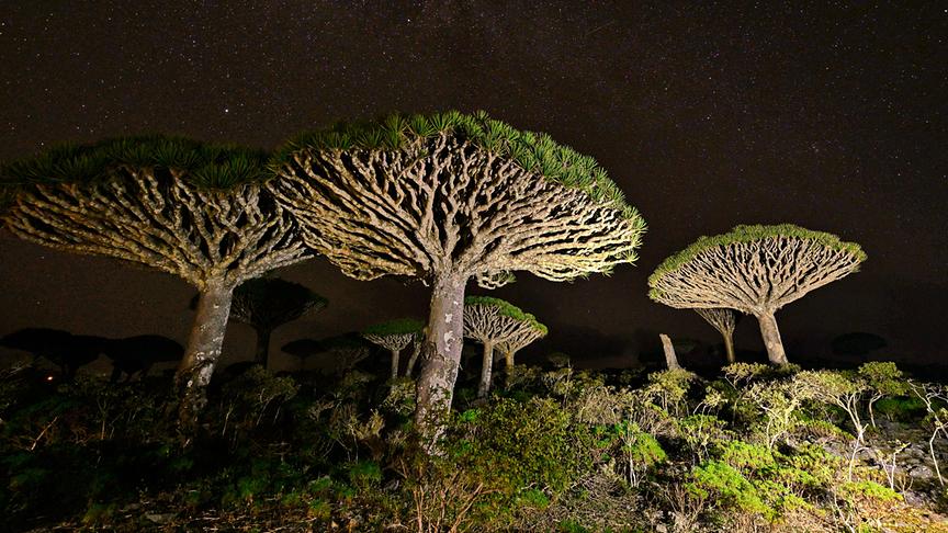 Im Bild: Sokotra, Drachenblutbäume. Die Drachenblutbäume ragen in den Nachhimmel.