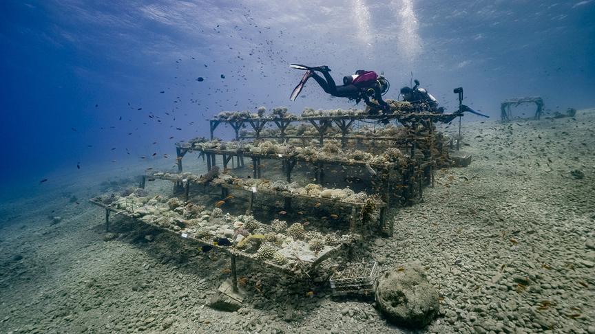 Im Bild: Israel, Eilat, Wissenschaftler, Institut für Meeresforschung. Zwei Taucher tauchen zu einem Gerüst, das mit Korallen bewachsen ist.