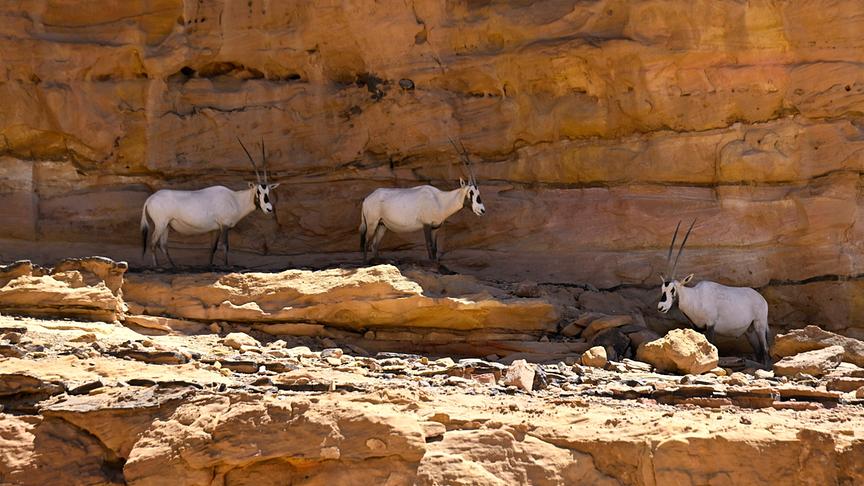 Im Bild: Jordanien, Wüste Wadi Rum – Arabische Oryx. Drei Antilopen suchen Schatten nahe einer Felswand. 