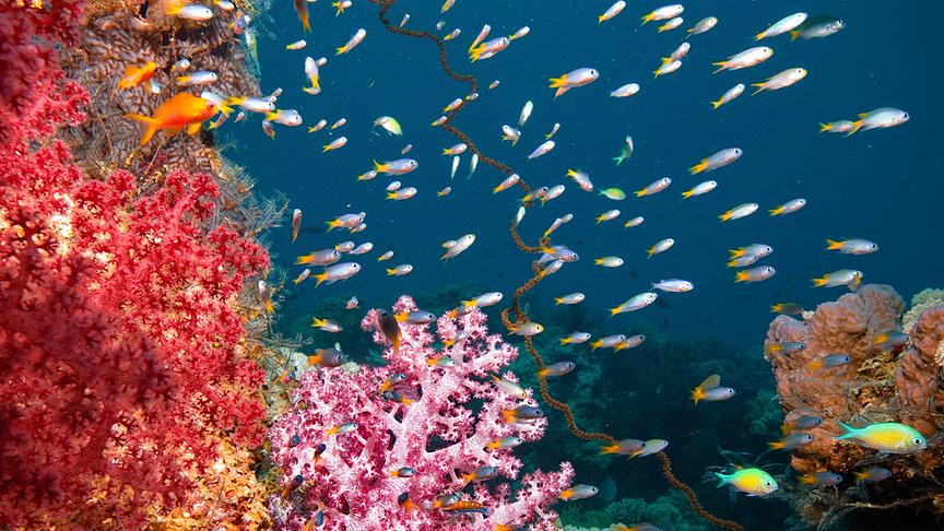 Im Bild: Rotes Meer, Unterwasserwelten - Korallenriff mit vielen Fischen.