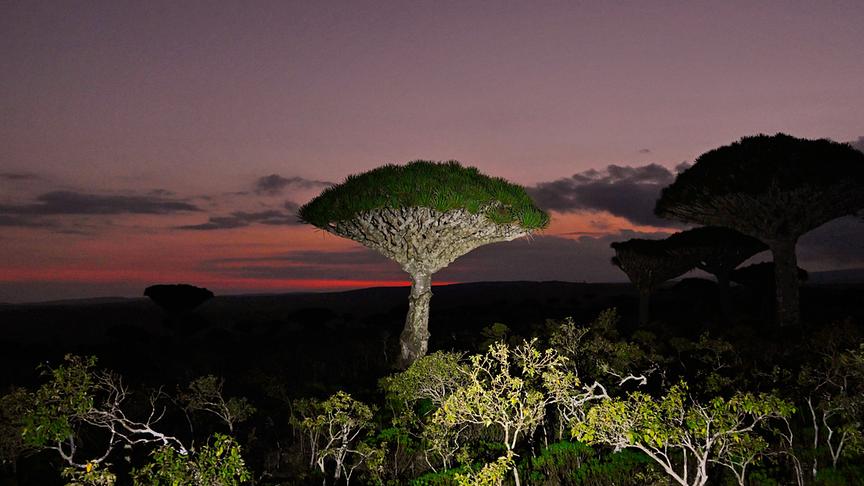 Im Bild: Sokotra, hohe Drachenblutbäume in der Dämmerung.