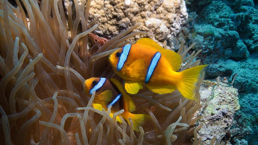 Im Bild: Anemonenfische in einer Anemone.