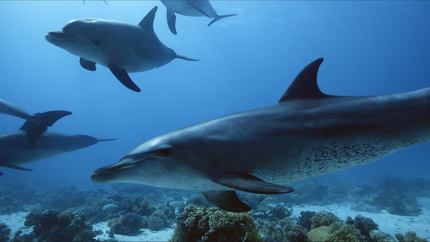 Im Bild: Große Tümmler, Ägypten.