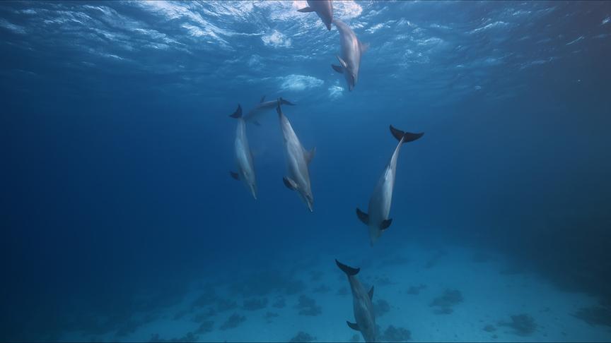 Im Bild: Große Tümmler, Ägypten.