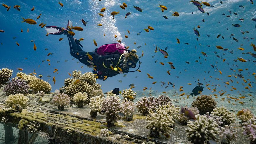 © Foto: ORF/Cosmos Factory/Sven Bender Im Bild: Israel, Eilat, Wissenschaftler, Institut für Meeresforschung - taucht mit Taucheranzug zu einem Riff voller Fische.