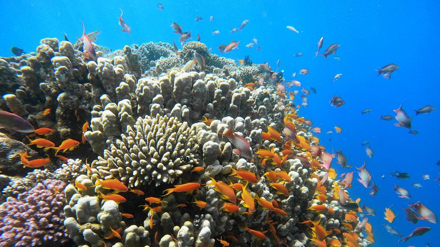 Im Bild: Rotes Meer – Unterwasserwelten - Korallenriff mit Fischen.