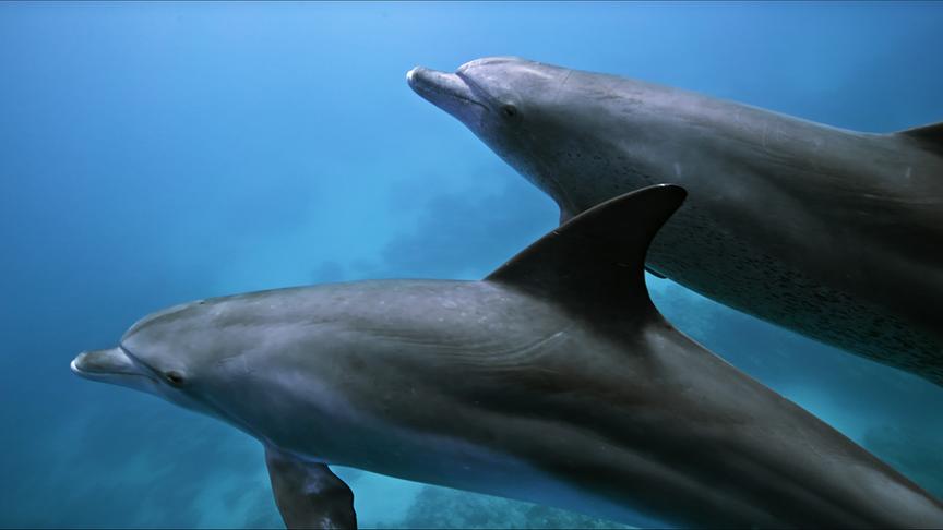 Im Bild: Große Tümmler, Ägypten.