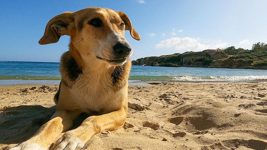 Hund liegt am Strand