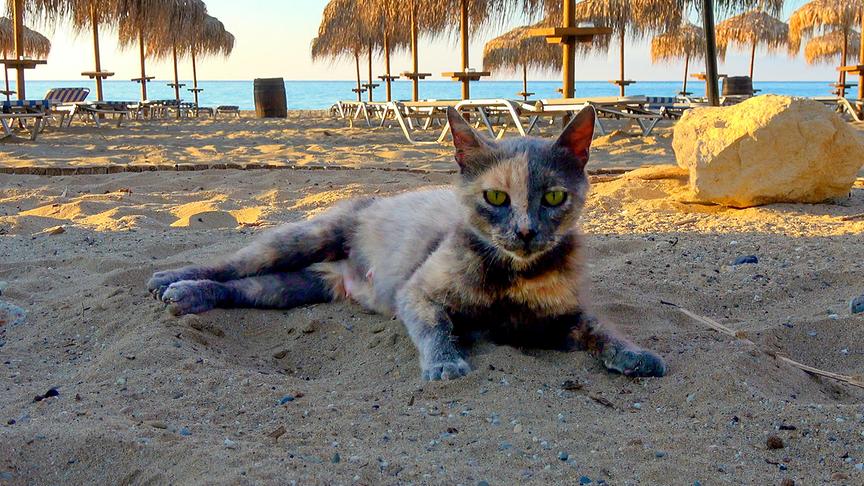Katze liegt am Strand, im Hintergrund Sonnenschirme, Liegen und Meer