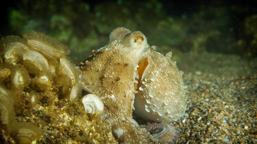 Ein Kraken unter Wasser.