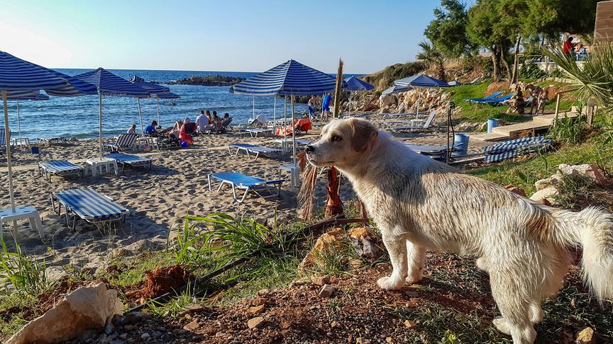 Ein nasser Hund blickt auf Strand und Meer hinunter.