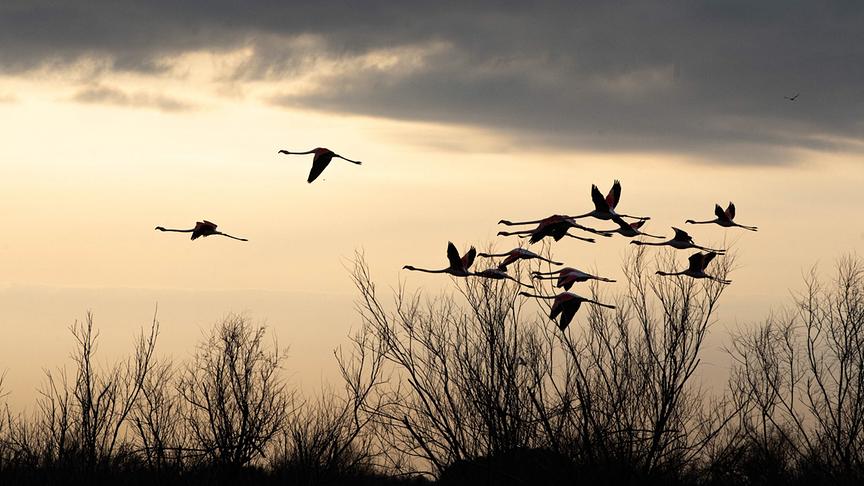 Im Bild: Rosaflamingo-Schwarm im Flug, Vjosa Delta.