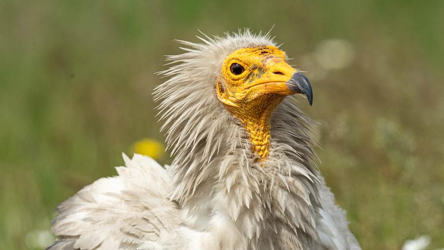 Im Bild: Schmutzgeier (Neophron percnopterus).