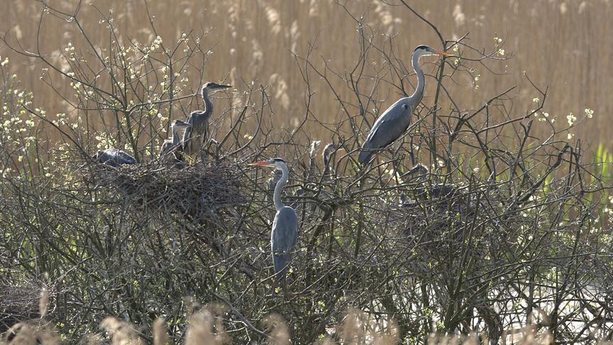 © Foto: ORF/ScienceVision Filmproduktions GmbH/Rita Schlamberger Im Bild: Graureiher (Ardea cinerea).