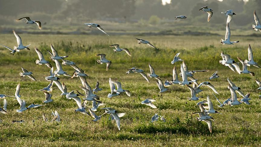 Im Bild: Mittelmeermöwen-Schwarm bei der Landung im Vjosa Delta.