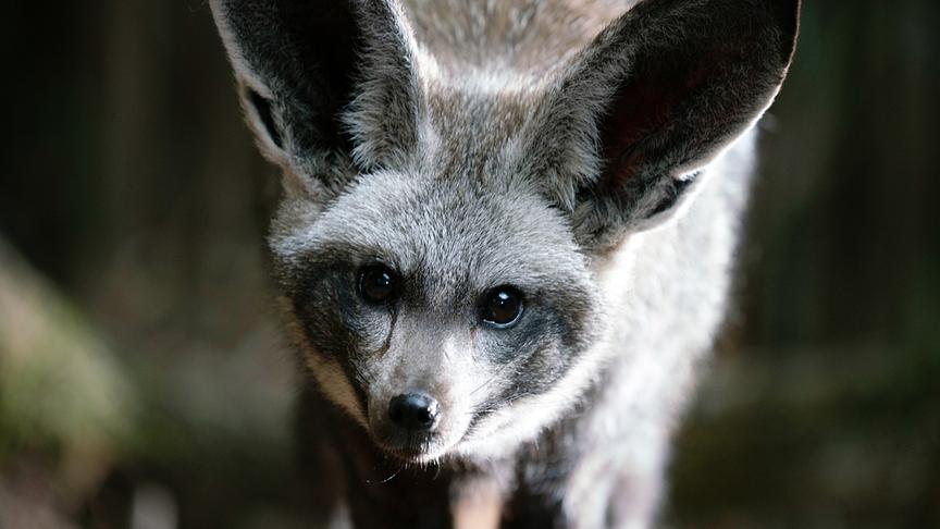 Im Bild: Löffelhund (Otocyon megalotis) Mit seinen im Vergleich zu anderen Caniden viel kleineren Zähnen ist der Löffelhund das einzige Mitglied der Familie, das sich wirklich von Insekten ernährt.