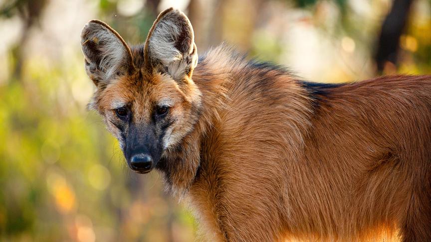 Im Bild: Mähnenwolf (Chrysocyon brachyurus) Der Mähnenwolf ist der größte Vertreter der Familie der Caniden.