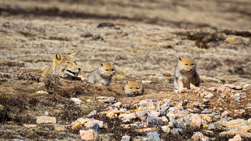 Im Bild: Das Foto zeigt eine Mutter mit ihren Jungen. Es handelt sich um einen Tibetfuchs (Vulpes ferrilata), der in der tibetischen Hochebene in der chinesischen Provinz Qinghai aufgenommen wurde.