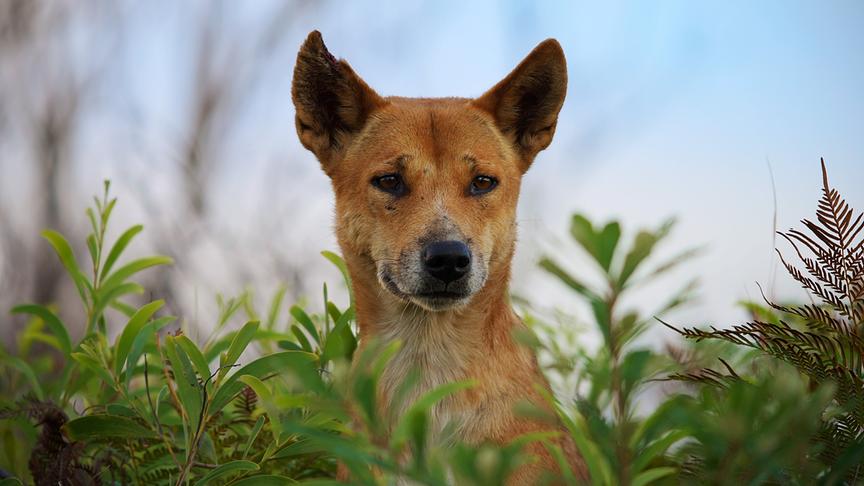 Im Bild: Dingo (Canis lupus dingo). Diese isolierte Dingo-Population hat sich auf der kleinen Insel K’gari in Queensland, Australien, angesiedelt.