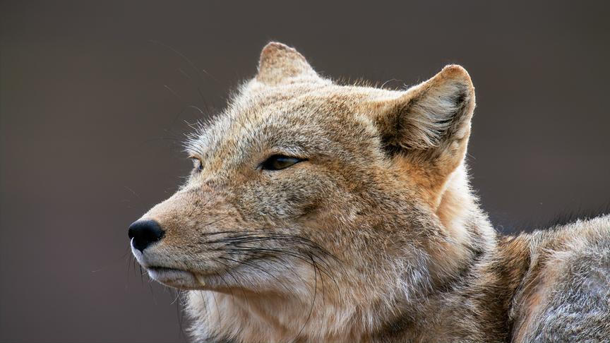 Im Bild: Tibetfuchs (Vulpes ferrilata). Tibetisches Hochland, Quinghai, China.